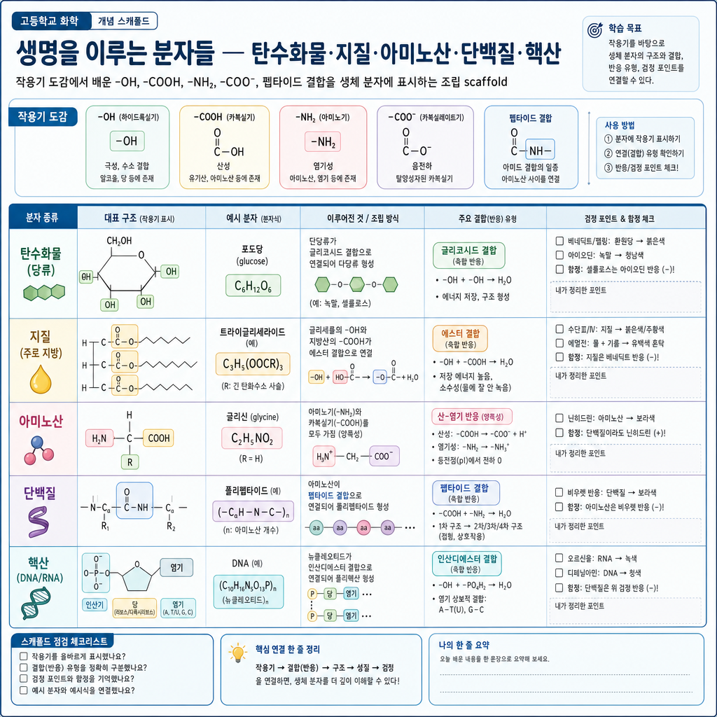 -OH·-COOH·-NH2·-COO-와 펩타이드 결합을 생체 분자에서 찾아 표시하는 조립 개념도