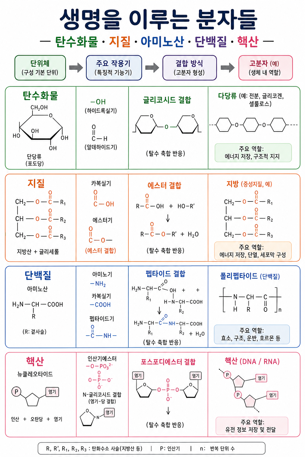 탄수화물·지질·단백질·핵산을 단위체·주요 작용기·결합 방식으로 비교한 생체 분자 다이어그램