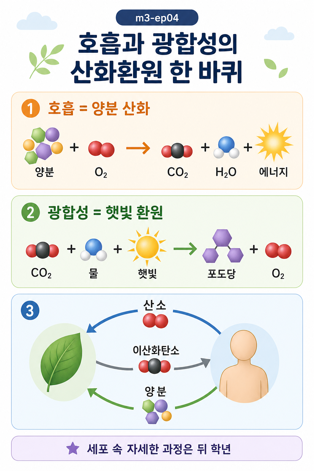 호흡식과 광합성식, 잎과 몸 사이로 산소와 이산화탄소가 도는 순환을 보여 주는 다이어그램