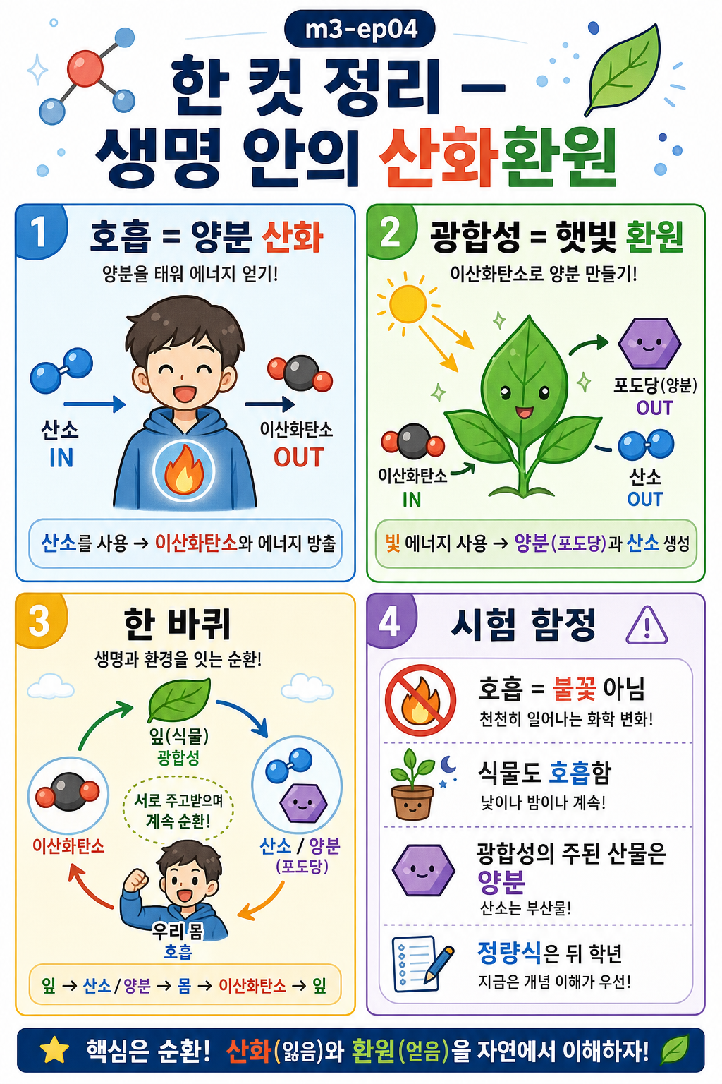 호흡·광합성·동물과 식물의 한 바퀴 순환·시험 함정을 네 칸으로 정리한 인포그래픽